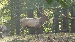 Podzimní Troubení V Zoo Ostrava