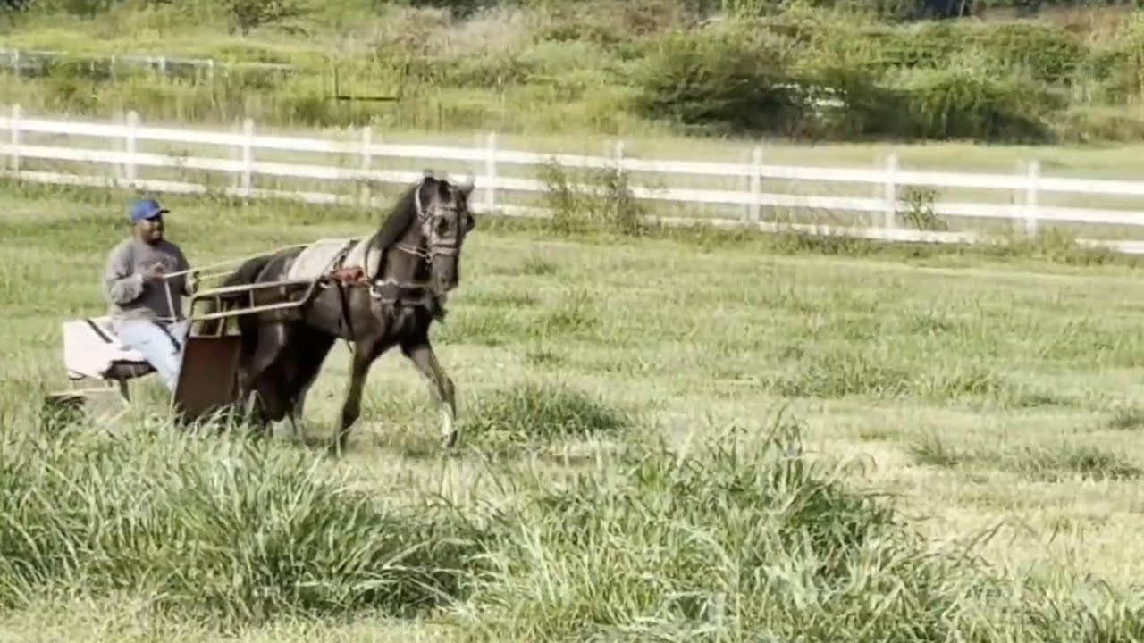 WALKING HORSE SECOND GRADE TRAINING