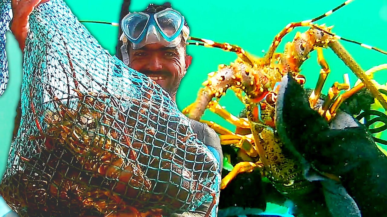 Catching Lobsters By Hands Spearfishing Video Catch Lobsters in