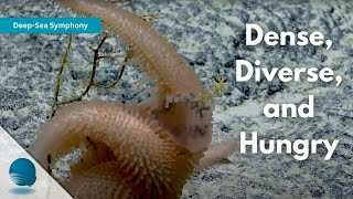 Deep-Sea Symphony: Dense, Diverse, and Hungry