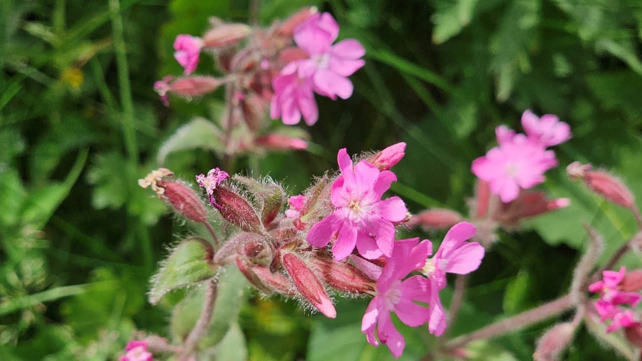 🇨🇭알프스의 야생화(Alpine wildflowers) / Sils Maria and St. Moritz 