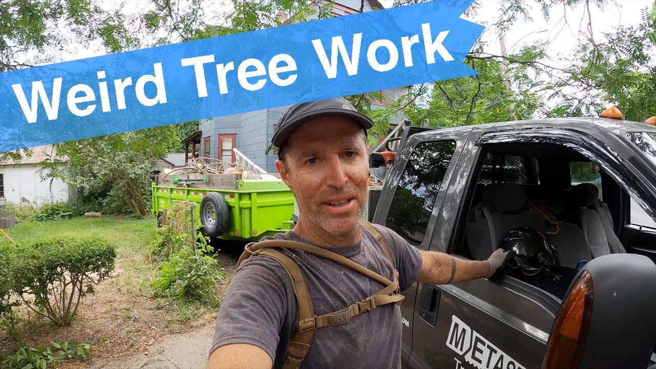 Weird Tree Work - Two Solo Removals - YouTube