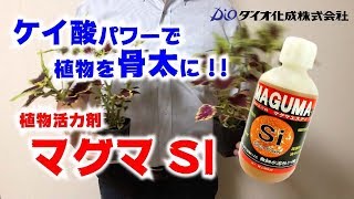 【ダイオ化成】高濃度なケイ酸パワーで植物を元気に！「マグマSi」紹介