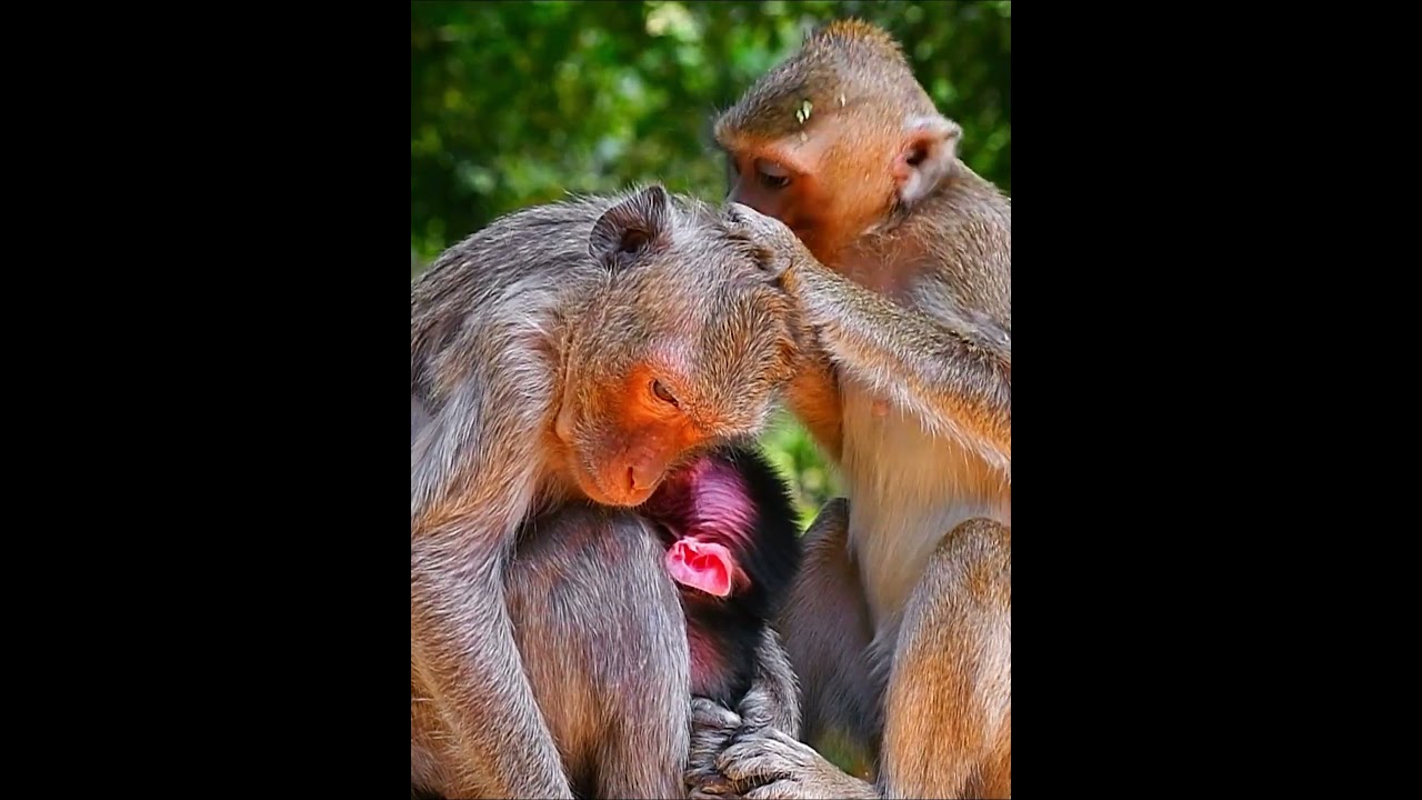 Comely baby monkey hug mamma get milk
