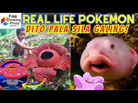 Hayop na Mukang Pokemon! Real Life Pokemon Part 2