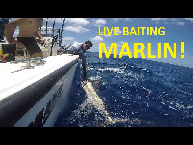 Marlin Fishing - The Bait Shop Gold Coast