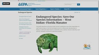 Saving The Manatees