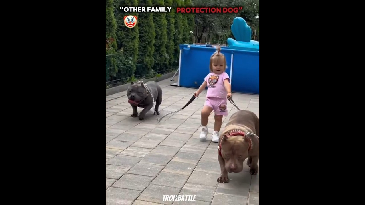 CRAZY PROTECTION DOG ☠️| 