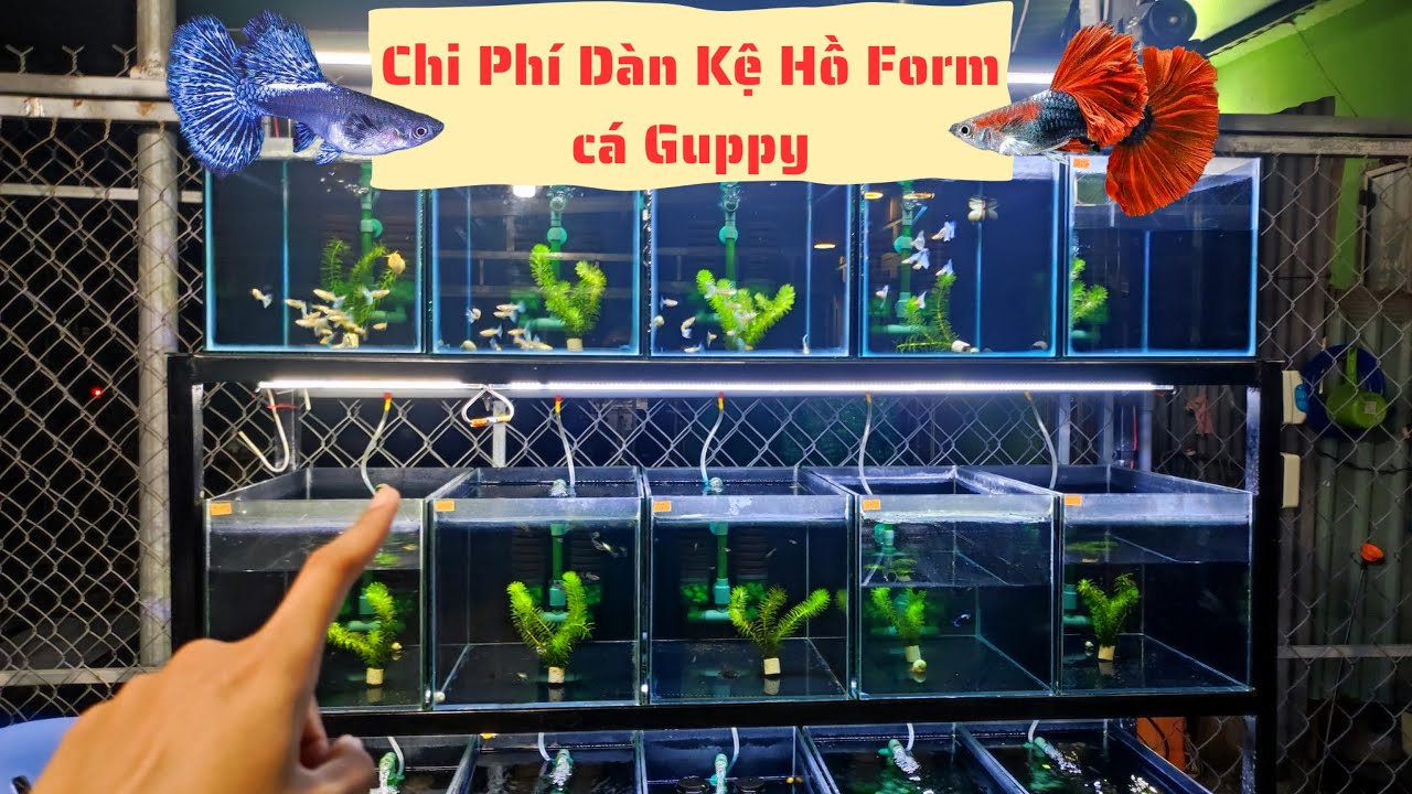 Chi Phí Dàn Hồ Kệ Form Cá Guppy | Mô Hình Dàn Hồ Cá Guppy | Quốc Anh Guppy Long An
