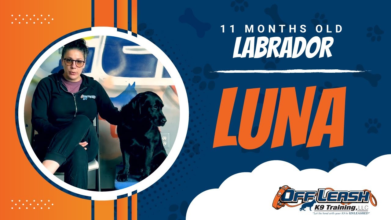 Labrador | Luna, 11 Months | Service Dog Training | Thornburg VA |