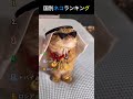 世界の国別ネコランキング🐱🌍TOP6