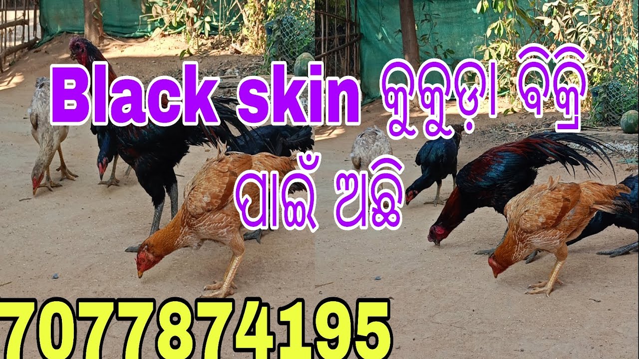 କୁକୁଡ଼ା ବିକ୍ରି ପାଇଁ ଅଛନ୍ତି କଳ କରନ୍ତୁ 