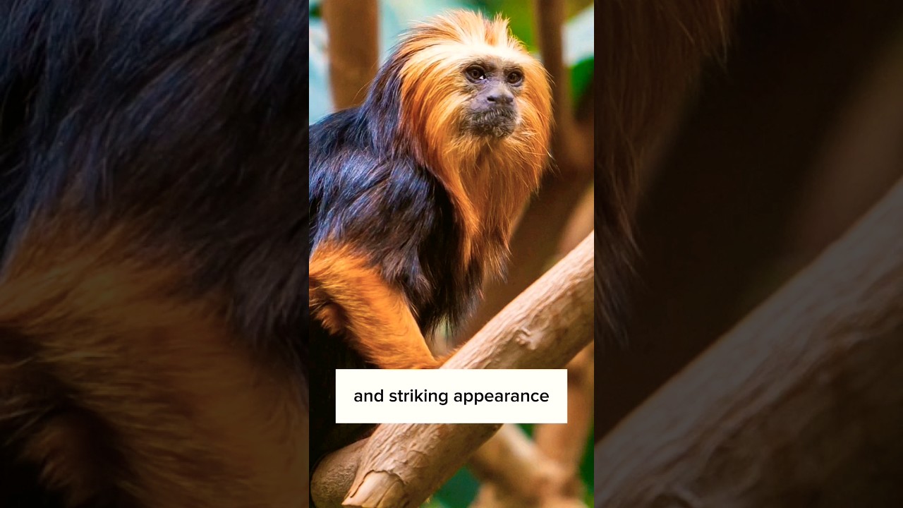 The Golden Lion Tamarin 