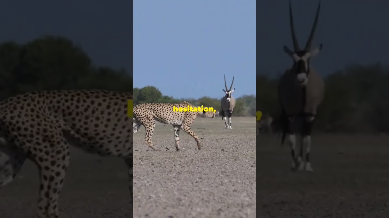 Omar the Desert Explorer: A Heroic Cat Tale 