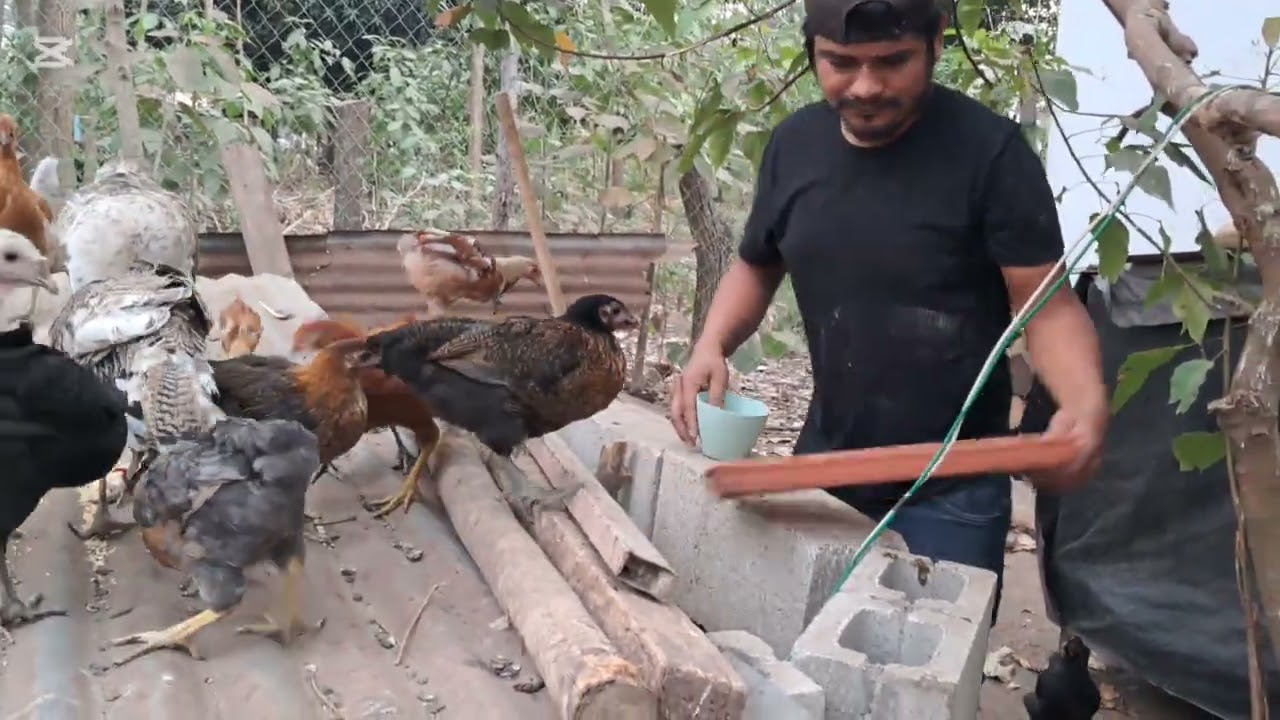 ANTONIO EXPLICA POR QUE NO A SALIDO EN LOS VIDEOS🤔😮 ASI ESTÁN MIS POLLITOS 🐤 