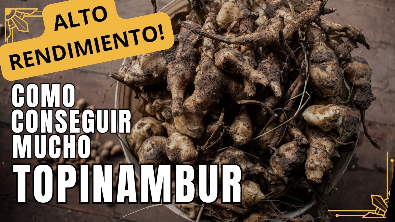 EL TOPINAMBUR: POR ESTOS MOTIVOS NO DEBERÍA FALTAR ESTE ALIMENTO EN TU HUERTO.