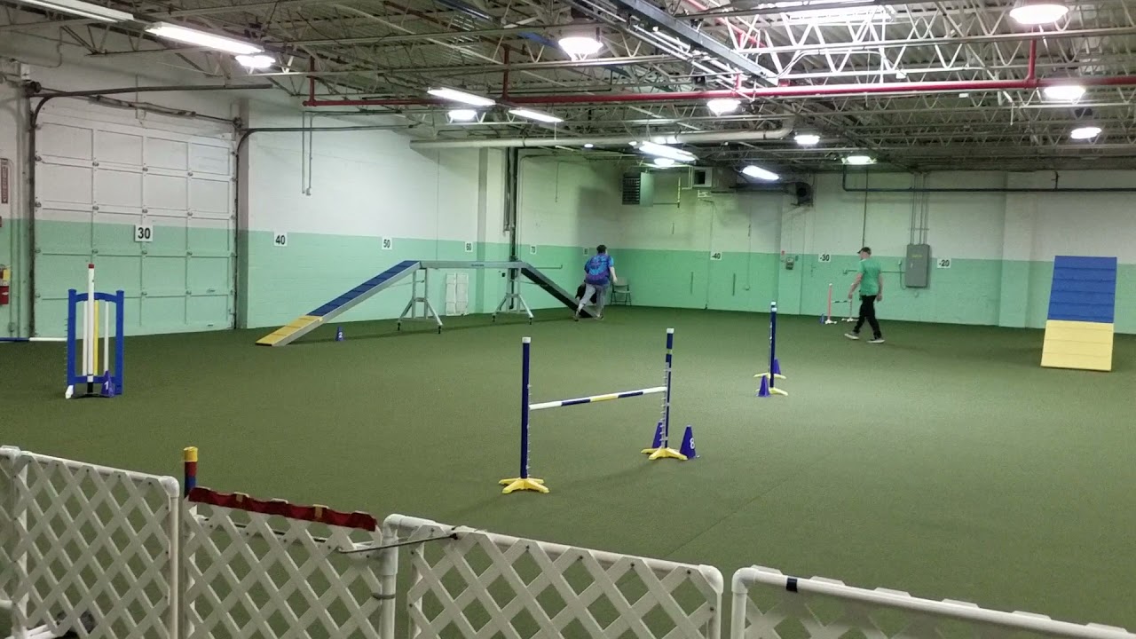 GOASC ASCA Agility 04 17 2021 Colby Novice Regular Rd 2 Q5 YouTube GOASC ASCA Agility 04 17 2021 Colby Novice Regular Rd 2 Q5 YouTube