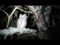 Birding in the Eastern Cape, South Africa - African Scops Owl