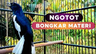 KACER GACOR BONGKAR MATERI ISIAN PERIH AMPUH CEPAT KACER MALAS BUNYI LANGSUNG NYAUT