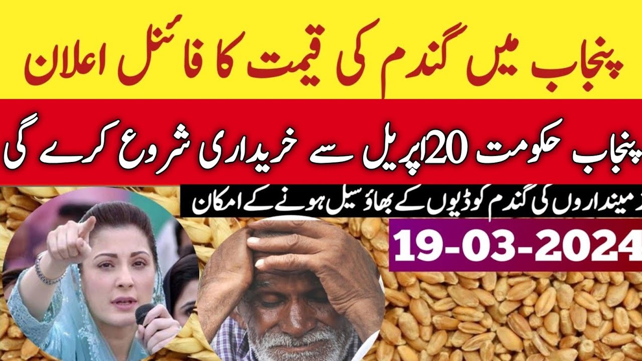 Punjab Wheat support price 2024 announce/Wheat rate punjab today - YouTube
