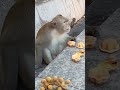 #monkey #shorts