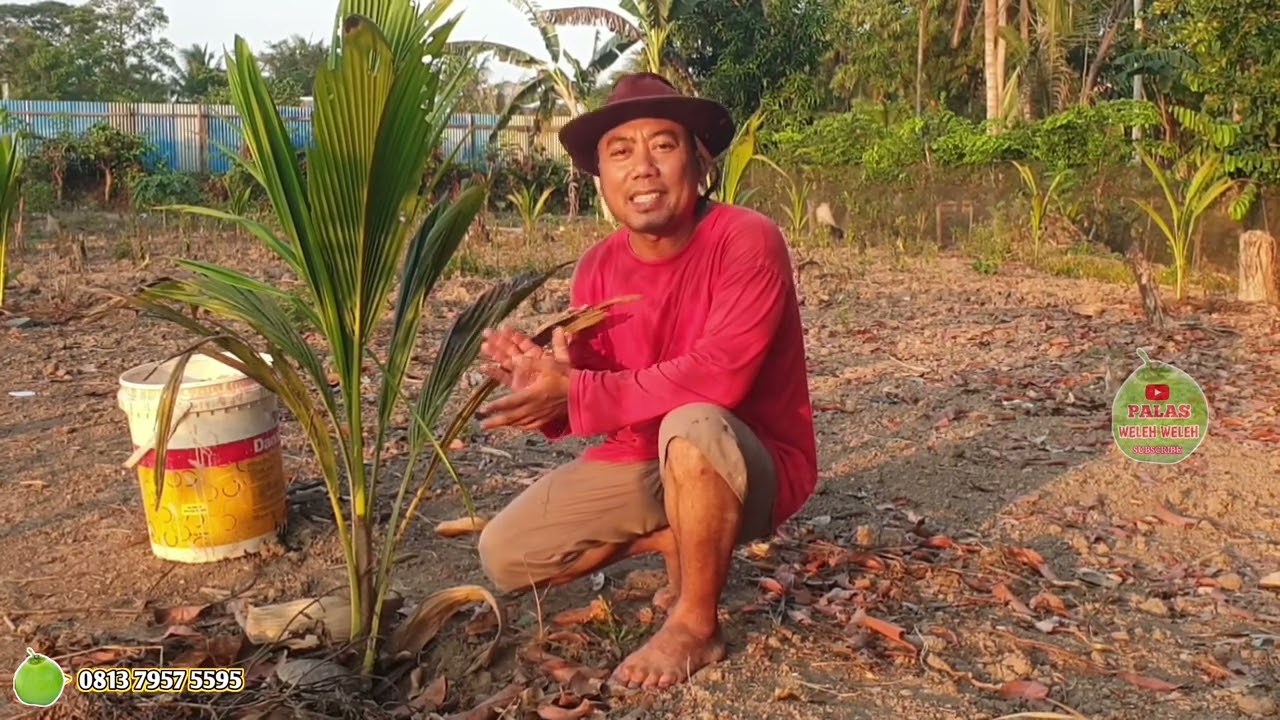 Sebulan Di Siram Dengan Air Asin Begini Perkembangan Tanaman Kelapa