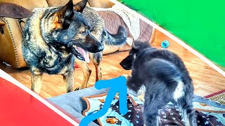 Puppy is always starting the fight.. #youtube #foryou