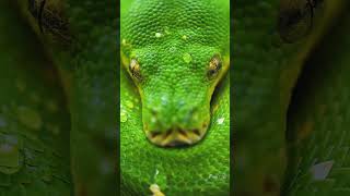You Didn't Know This About Green Tree Pythons