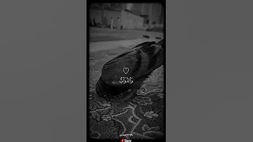 #ياسر_الدوسري #تلاوة_خاشعة #القرآن_الكريم #تلاوة_عذبة #راحة_نفسية #صوت_عذب #الخشوع_في_القرآن