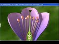 CBSE Class 12 Biology, Sexual Reproduction in Flowering Plants-4, Outbreeding Devices