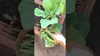 Como Plantar Mudas De Pitaya, Como Plantar Pitaya.