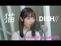 猫 - DISH// covered by Sakura(50天)