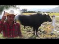 Federico Figueroa Nos Muestra su Toros