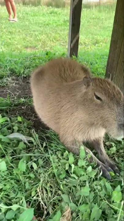 Meu nome é CLARA a CAPIVARA #shorts #viral #shortsviral #capivara