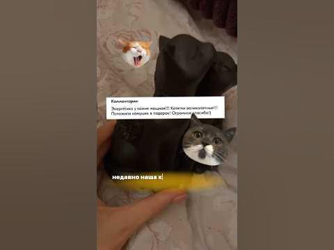 Фигурка из натурального камня / котята / шунгит / карельский шунгит ...