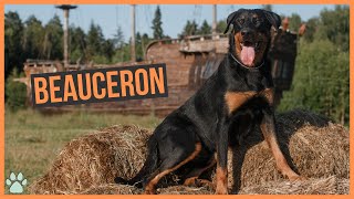 La race de chien Beauceron