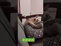 #cat #kitten #kitty #cuteanimal #catbaby #catvideos #catvideos
