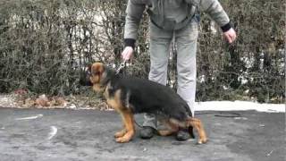 Hector Noster Amicus-4 month's old ( 26.02.2012 )