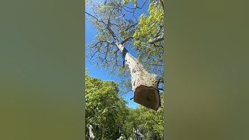 All in your rigging 🏗️ #crane #static #climbing #trees