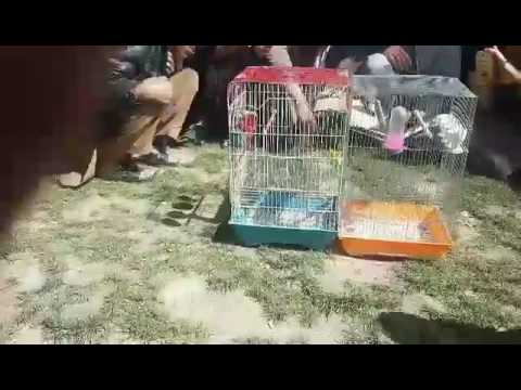 سهره بازی افغانستان کابل