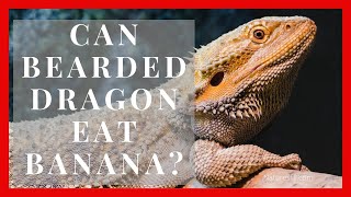 Can Bearded Dragon eat Banana? | Can Bearded Dragon Have Banana? screenshot 4