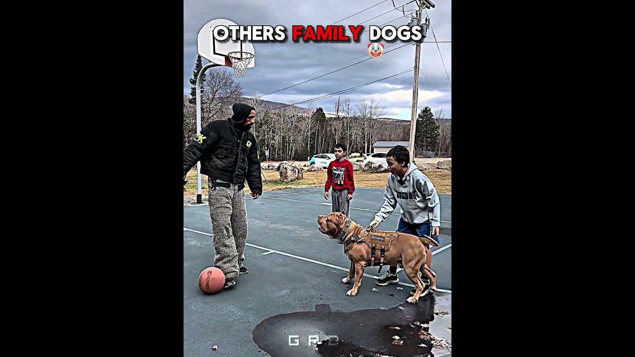 Others Family Dog Protection Pt2 Edit Trollface Usa Newyork
