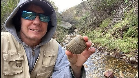 FOSSIL FINDS from Chatsworth and Simi Valley