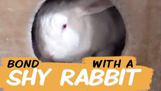 How to Befriend a Shy Bunny