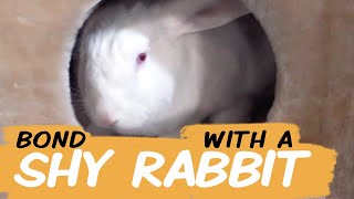 видео: Как подружиться с застенчивым кроликом картинка: Как подружиться с застенчивым кроликом