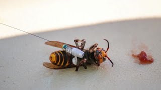 First 'murder hornet' nest eradicated in U.S.