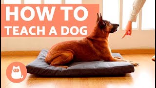 How to Teach a Dog to Go to Bed Resimi