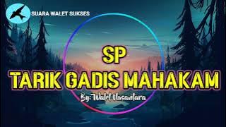 🔴SUARA PANGGIL WALET SP TARIK GADIS MAHAKAM ORIGINAL‼️ By Walet Nusantara, Suara Panggil Wlet Sukses