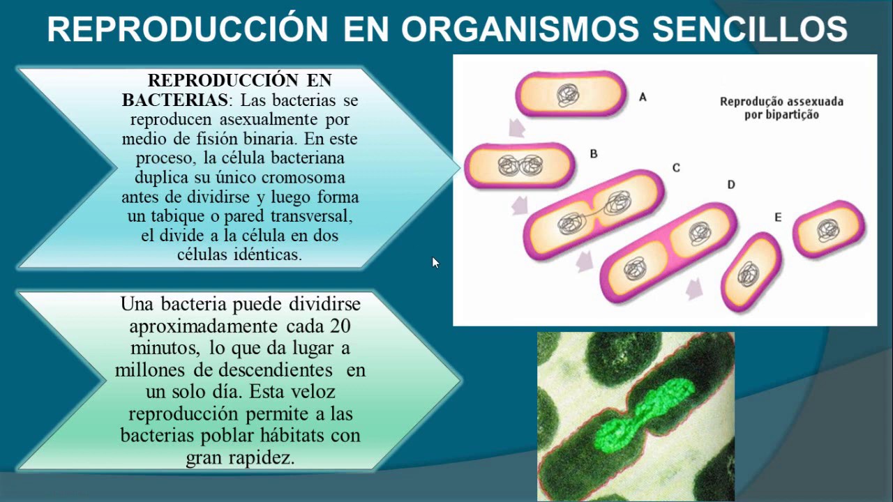 REPRODUCCIÓN EN ORGANISMOS SENCILLOS (biología 10º)