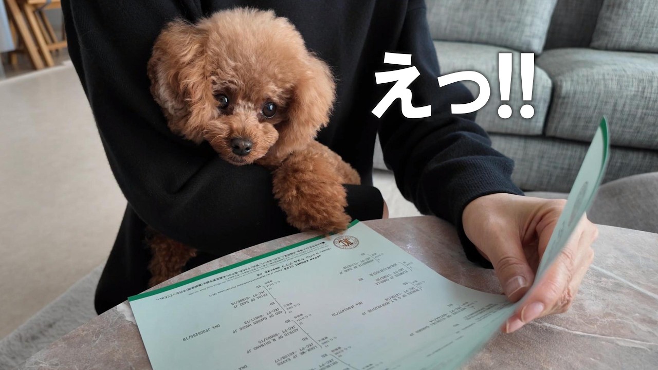 #32 【 めるの秘密 】 楽しいバレンタインデーに突如、明かされた秘密とは⁉️